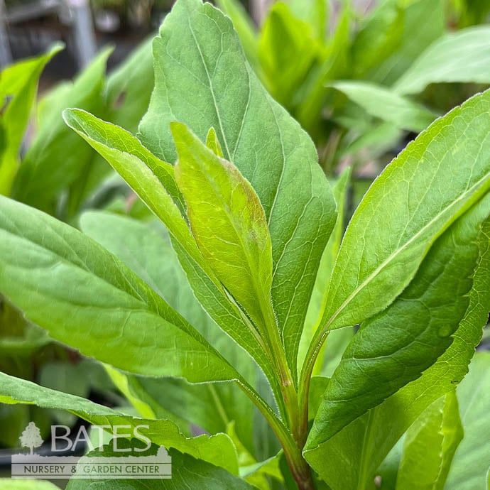 #1 Solidago speciosa AB / Showy Goldenrod Native (TN)