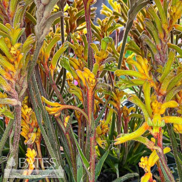 Tropical #1 Anigozanthos Bush Tenacity/ Yellow Kangaroo Paw