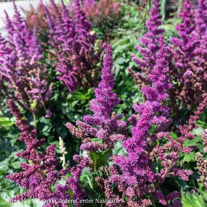 #1 Astilbe chin PW Vision In Red
