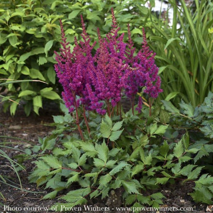 #1 Astilbe chin PW Vision In Red