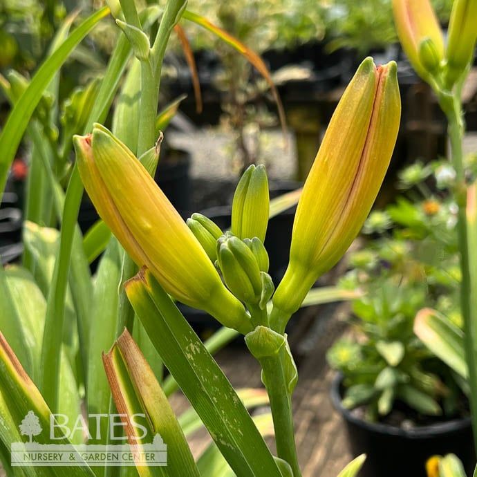 #1 Hemerocallis St. Simons Island/ Orange Daylily