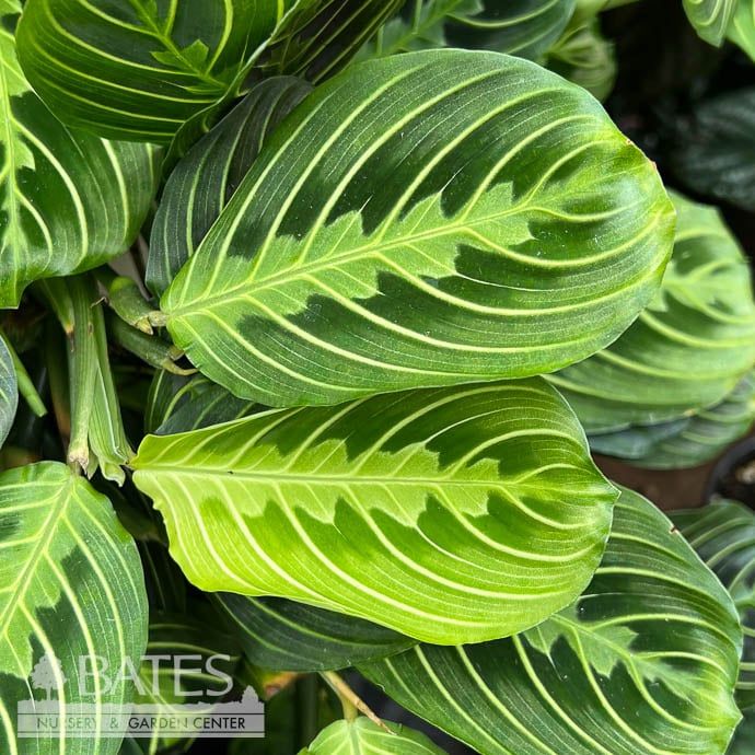 8p! Maranta Lemon Lime / Prayer Plant  /Tropical