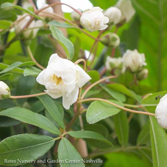 #15 Rosa banksiae Alba Plena 'White Lady Banks'/ Climbing Rose - No Warranty