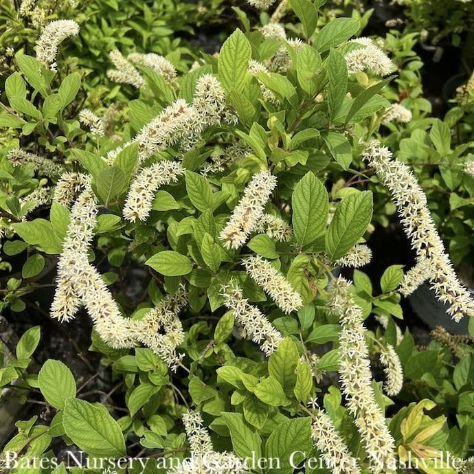 #3 Itea virginica Henry&#39;s Garnet/ Virginia Sweetspire Native (TN)