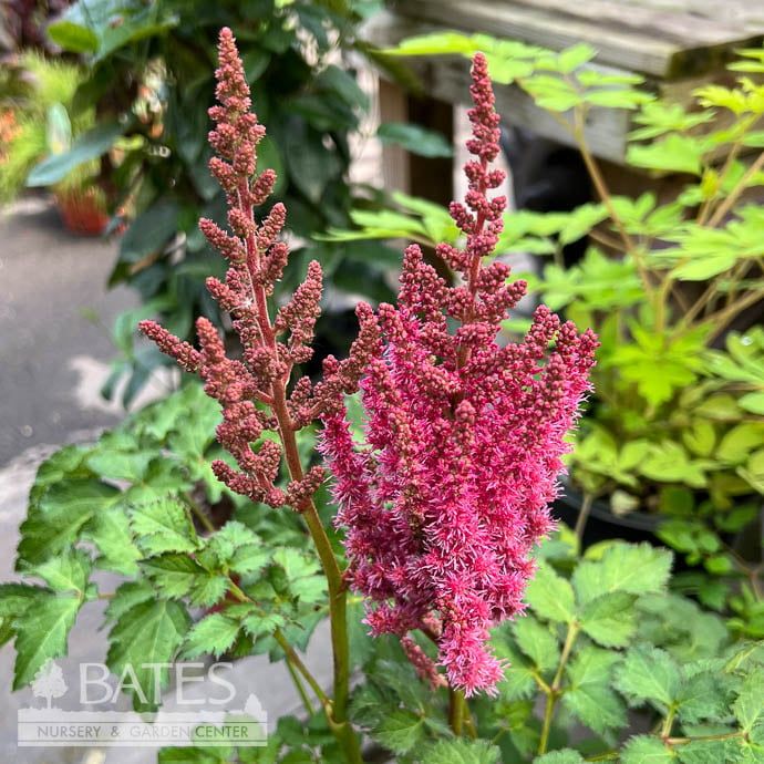 #1 Astilbe x arendsii Color You and Me Always/ Bright Pink