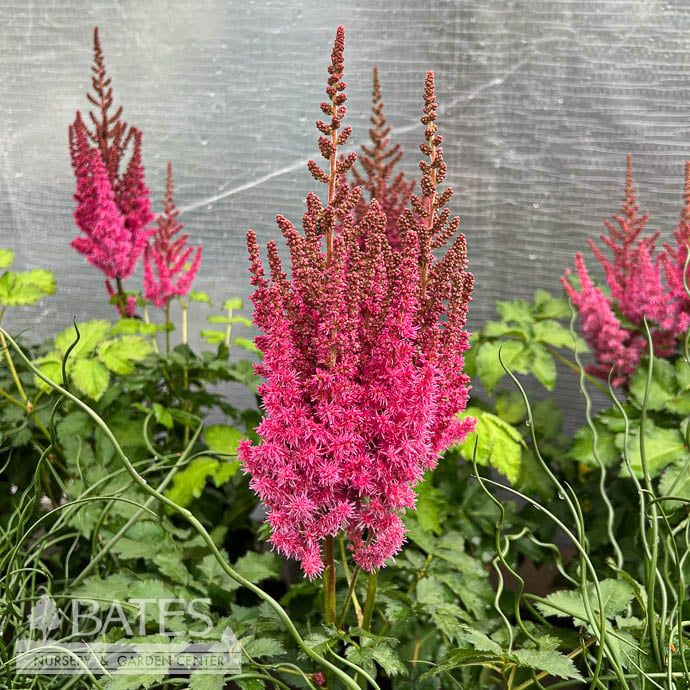 #1 Astilbe x arendsii Color You and Me Always/ Bright Pink