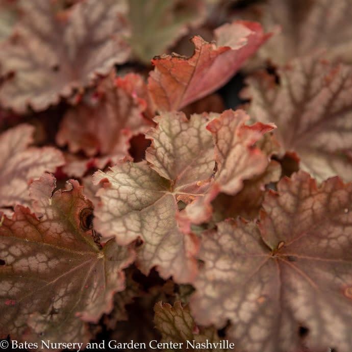 #1 Heuchera x PW Primo &#39;Peachberry Ice&#39;/ Coral Bells