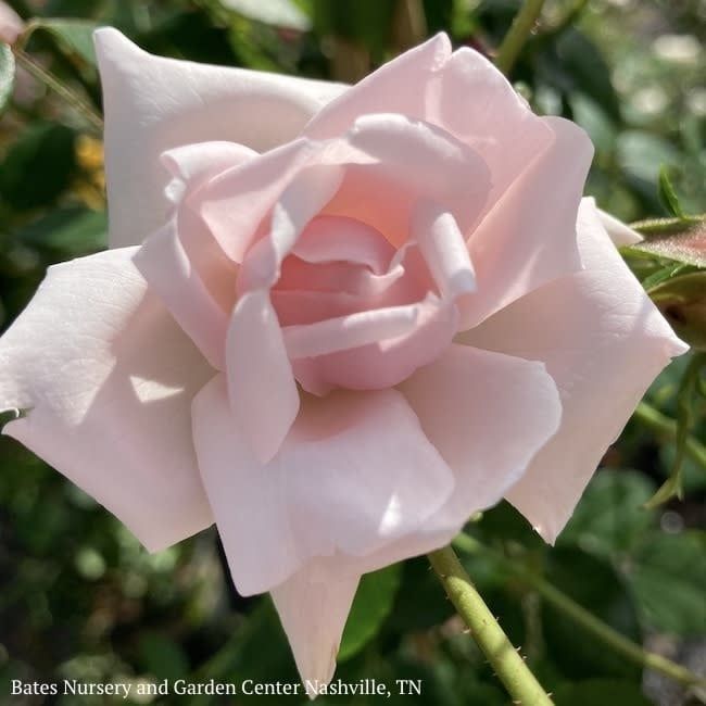 #3 Rosa New Dawn/ Pink Climbing Rose - No Warranty