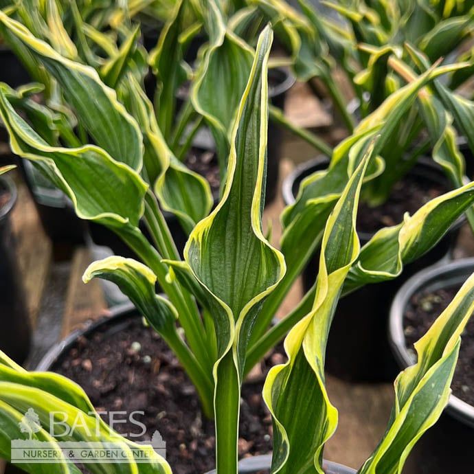 #1 Hosta Hands Up / Upright Green w/ Yellow Margins