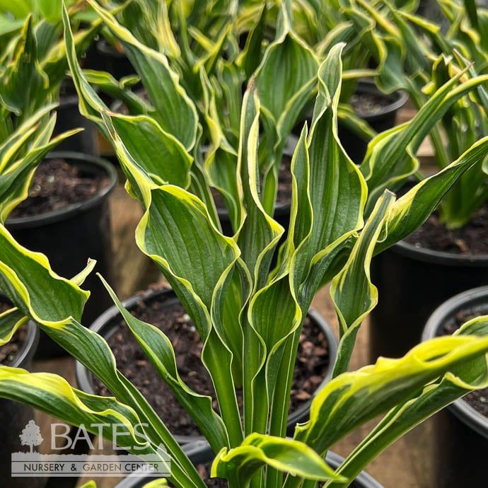 #1 Hosta Hands Up / Upright Green w/ Yellow Margins