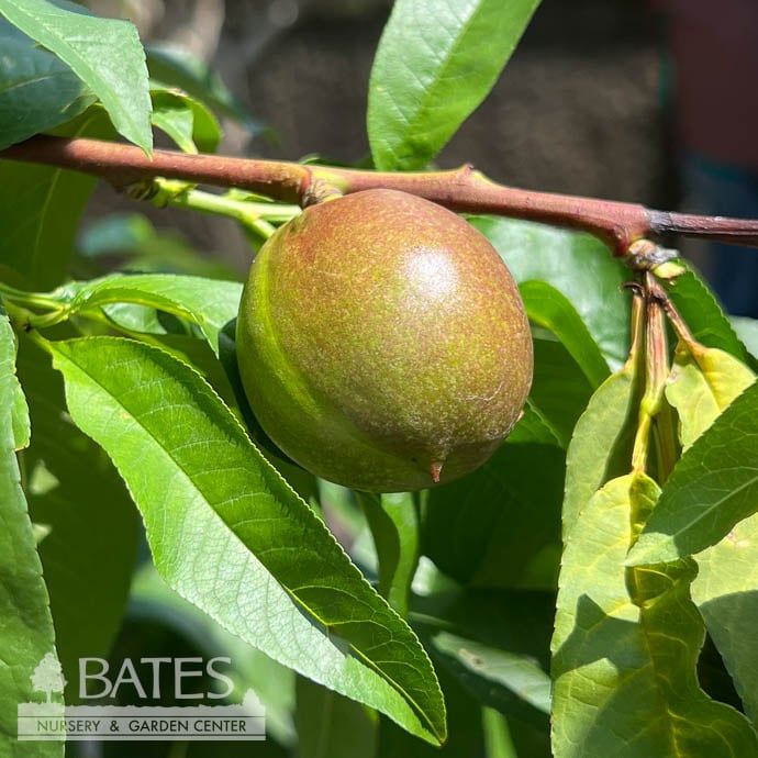 Edible #15 Prunus pers var nuc Sunglo/ Nectarine