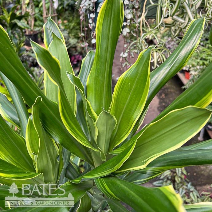 12p! Dracaena Golden Coast Cane 4.3.2.1  /Tropical