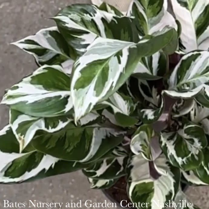 4p! Calathea Stella /Tropical