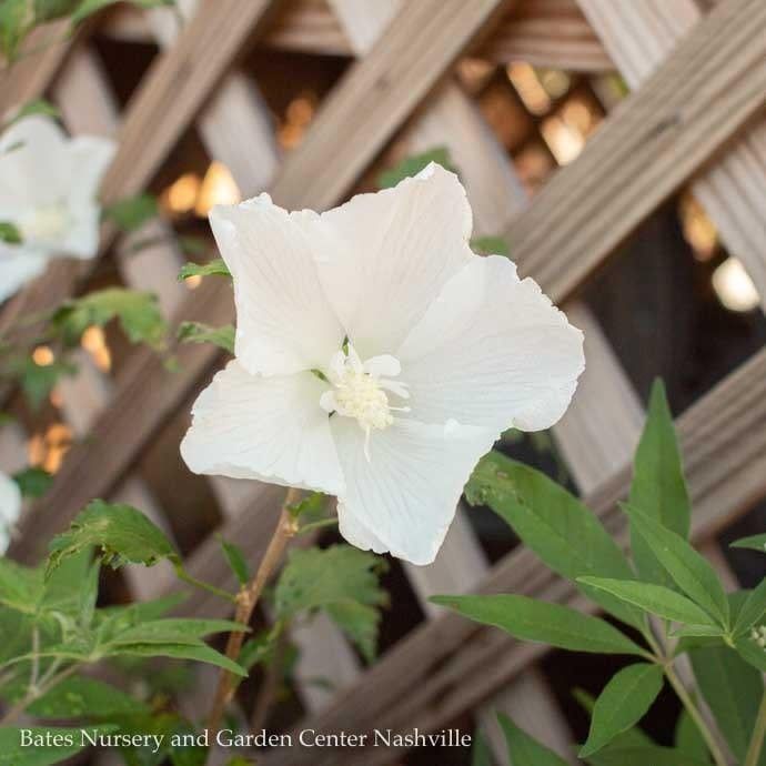 #3 Hibiscus syr White Pillar/ Columnar Rose Of Sharon/ Althea
