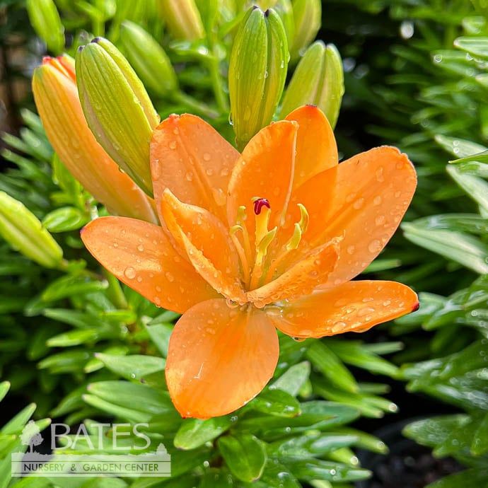 #1 Lilium Tiny Double Dutch/ Orange Lily