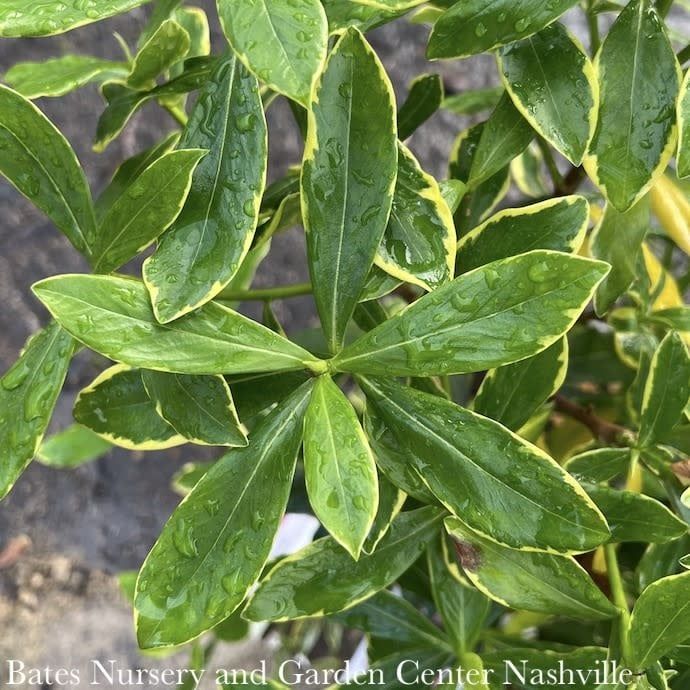 #1 Daphne odora Aureomarginata/ Variegated - No Warranty