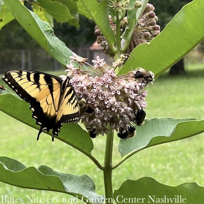#1 Asclepias syriaca/ Common Milkweed Native (TN)