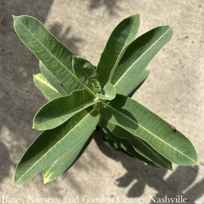 #1 Asclepias syriaca/ Common Milkweed Native (TN)