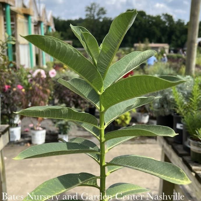 #1 Asclepias syriaca/ Common Milkweed Native (TN)