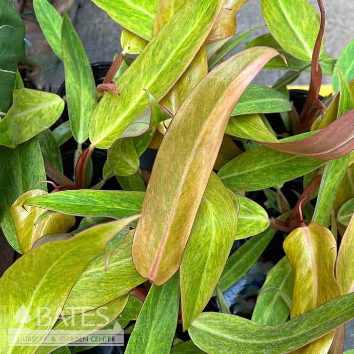 4p! Philodendron Orange Marmalade (Quad Color) /Tropical