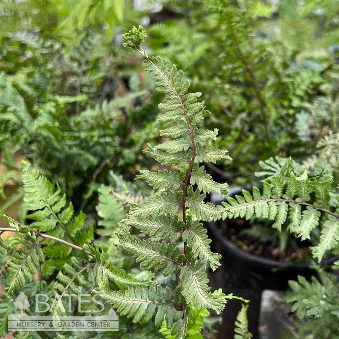 #1 Athyrium niponicum var pictum Apple Court/ Japanese Painted Fern
