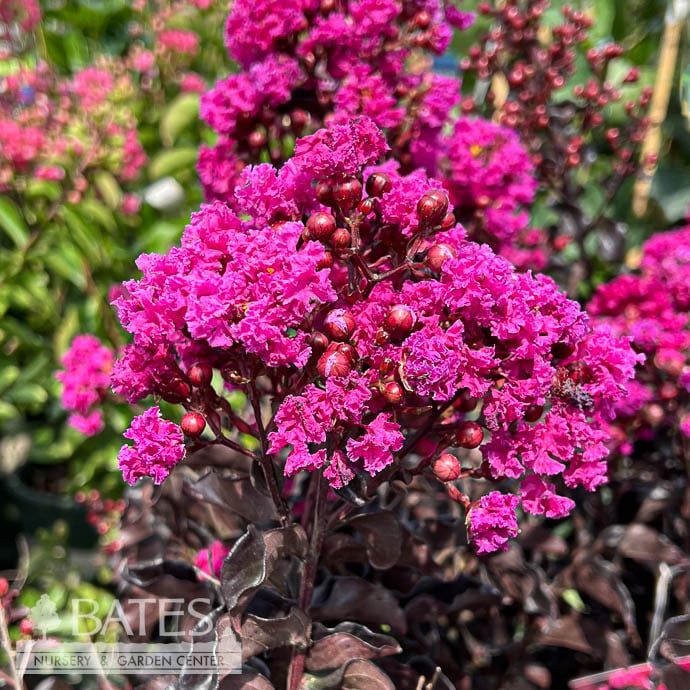 Topiary Patio Tree #5 Lagerstroemia Summerlasting &#39;Raspberry&#39;/ Crape Myrtle