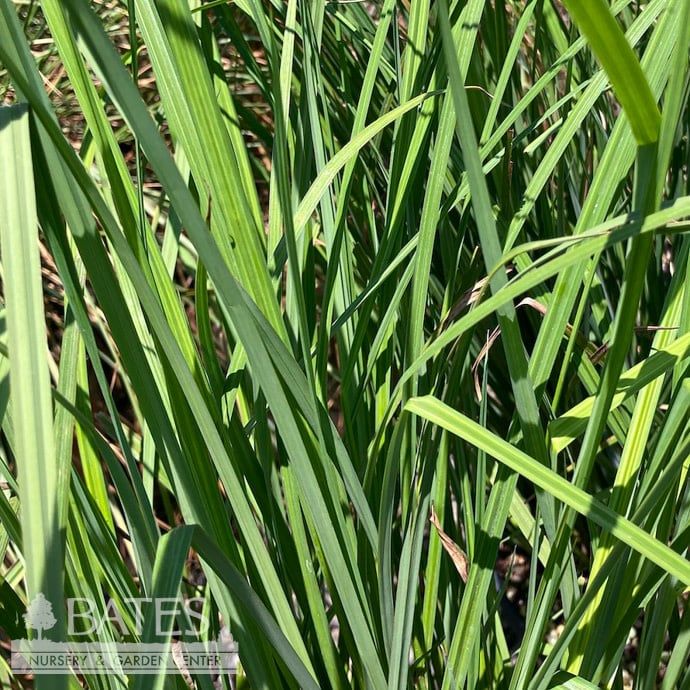 #1 Grass Andropogon gerardii/ Big Bluestem Native (TN)
