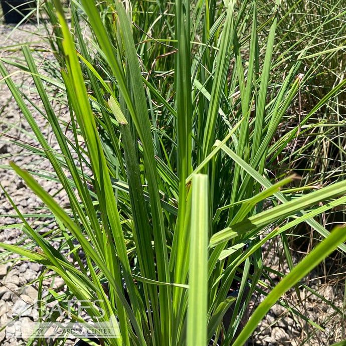 #1 Grass Andropogon gerardii/ Big Bluestem Native (TN)