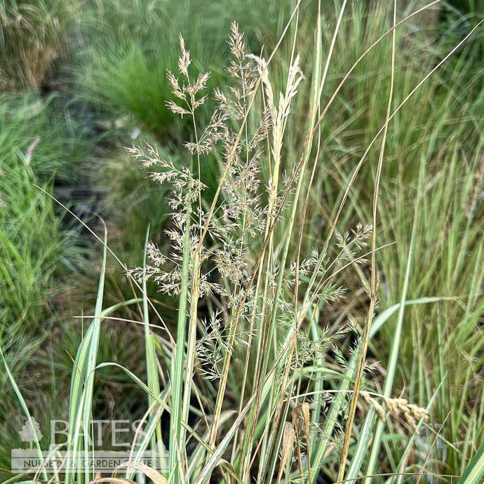 #1 Grass Calamagrostis x acutiflora Avalanche/ Variegated Feather Reed