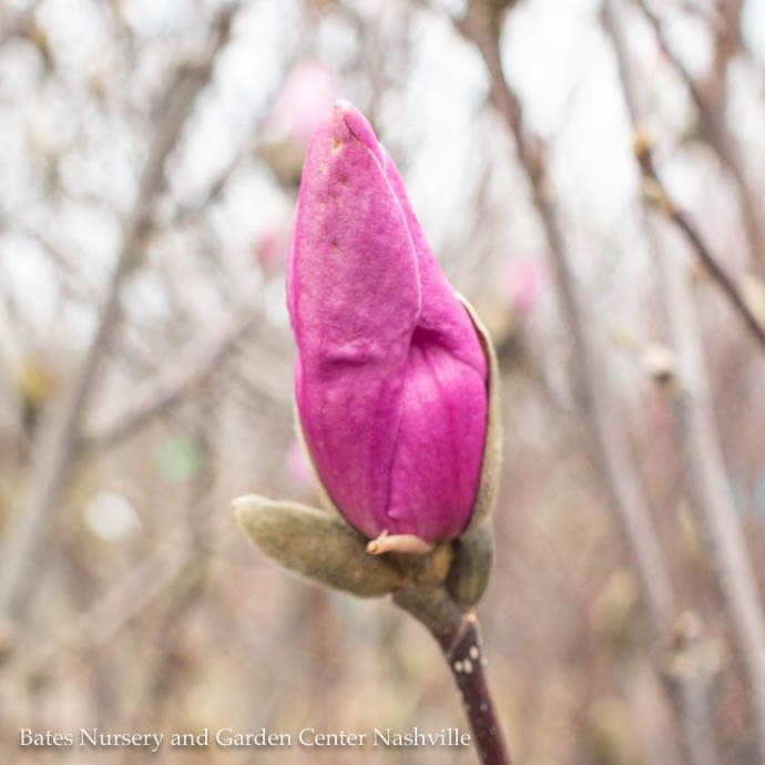 #5 Magnolia x Jane/ Deciduous Red-purple