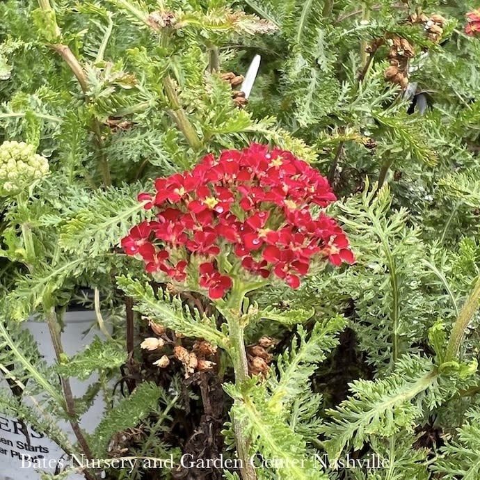 #1 Achillea mill Milly Rock &#39;Red&#39;/ Yarrow Native (TN)