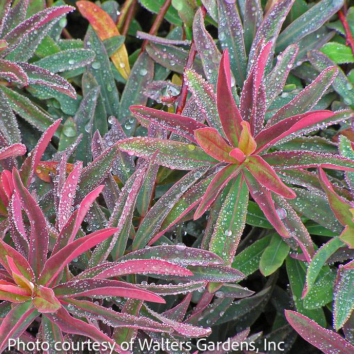 QP Euphorbia poly Bonfire/ Cushion Spurge