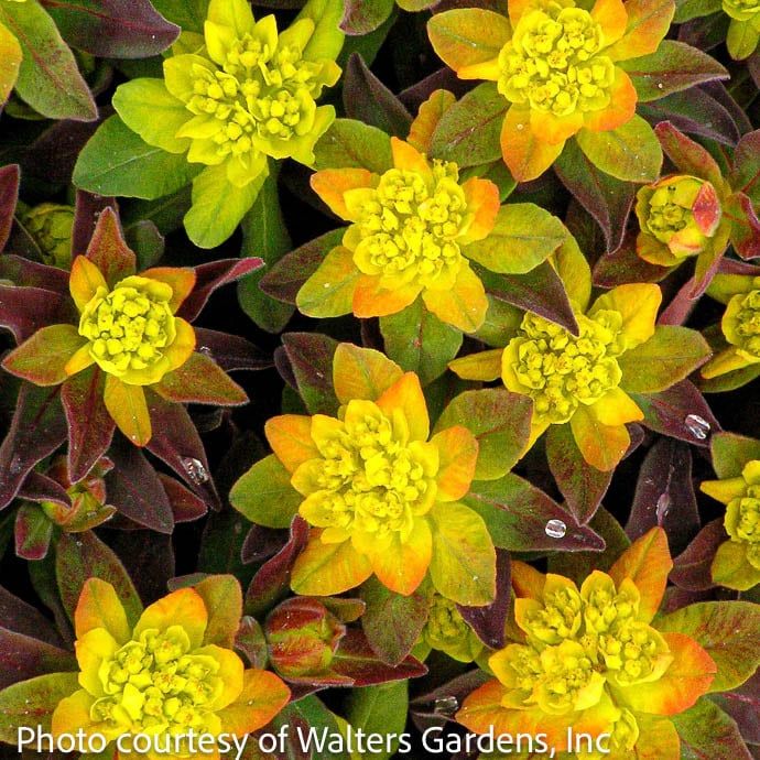QP Euphorbia poly Bonfire/ Cushion Spurge