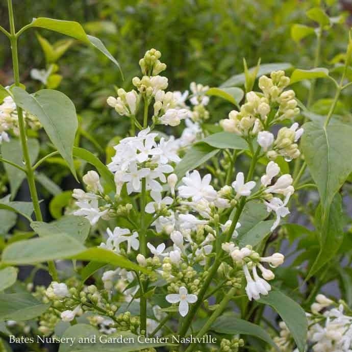 #5 Syringa vul Angel White/ Lilac