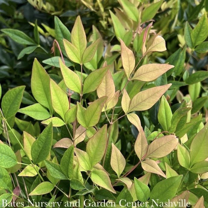 #2.5 Nandina dom Gulf Stream/ Heavenly Bamboo