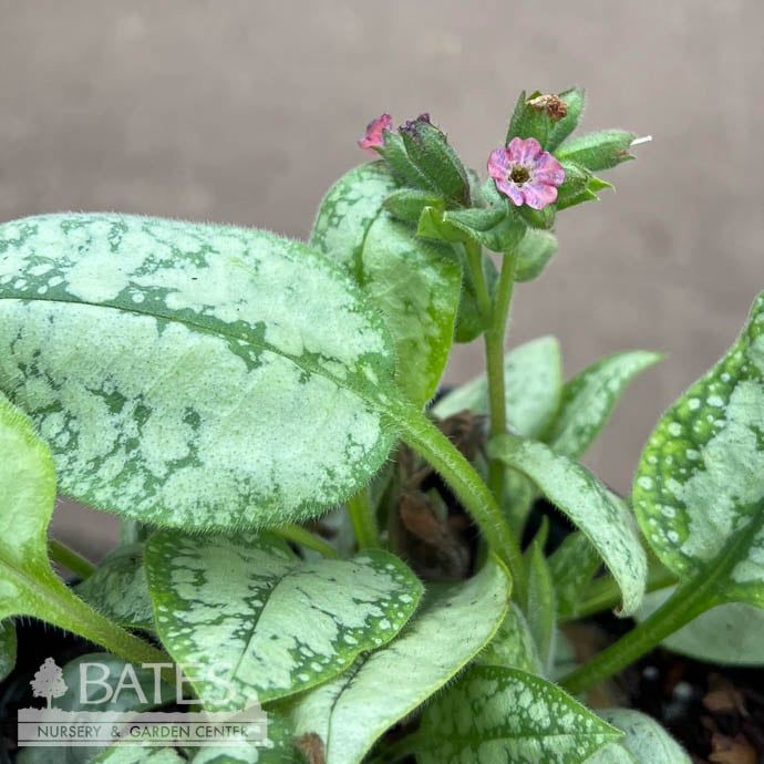 QP Pulmonaria Majesté/ Lungwort