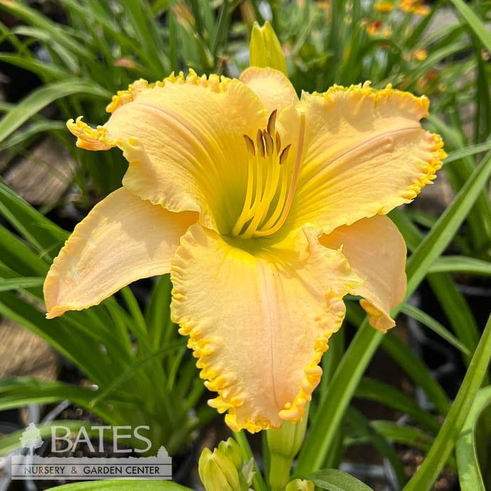 #1 Hemerocallis Cumberland Island/ Pink Daylily