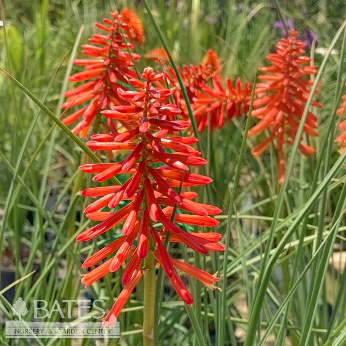 #1 Kniphofia Red Roulette/ Red Hot Poker