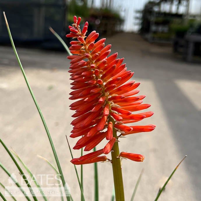 #1 Kniphofia Red Roulette/ Red Hot Poker