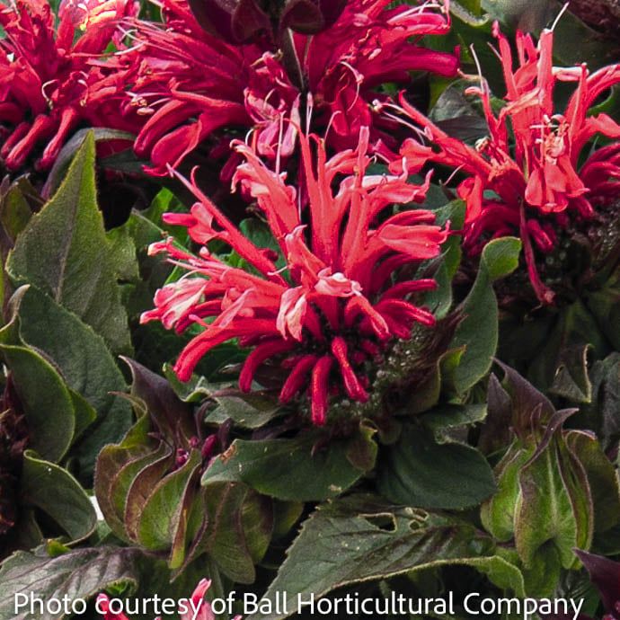 #1 Monarda did Pocahontas Red Rose/ Beebalm Native (TN)