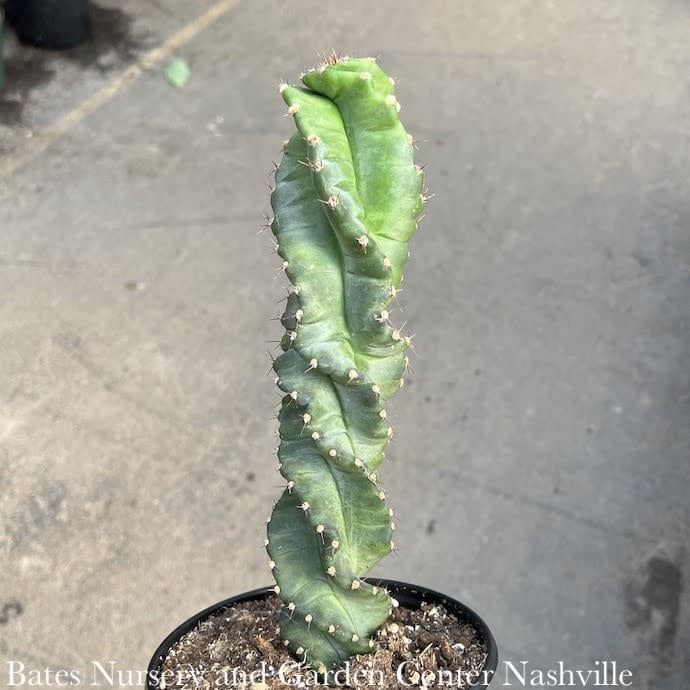 4p! Cactus Cereus Spiralis /Tropical