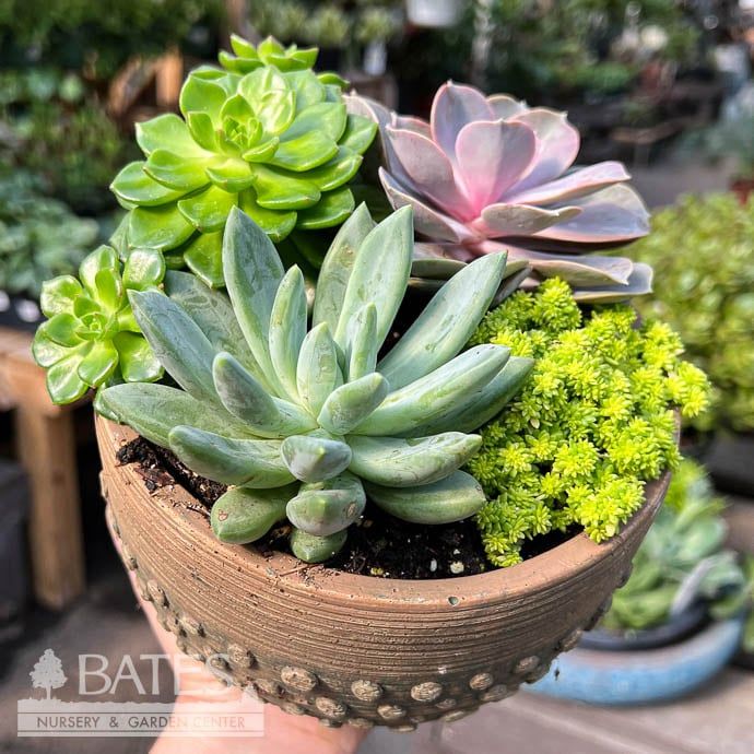 6.5P Greenbrier Bowl w/Succulents