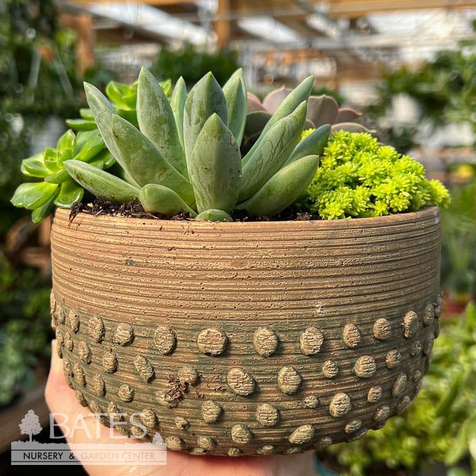 6.5P Greenbrier Bowl w/Succulents