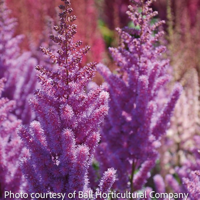 #2 Astilbe chin Black Pearls/ Purple