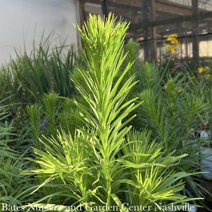 #1 Liatris spica Alba/ White Gayfeather, Blazing Star Native (TN)