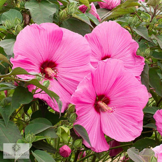 #3 Hibiscus mosc Head Over Heels &#39;Adore&#39;/ Pink Compact Hardy Native (TN)
