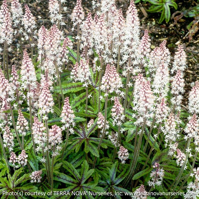 #1 Tiarella x Candy Striper/ Foam Flower