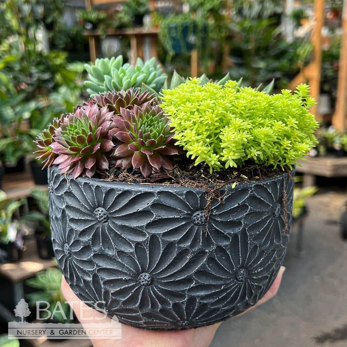 6.5P Daisy Bowl w/ Succulents