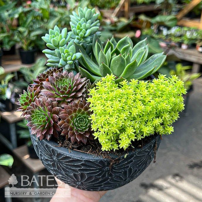 6.5P Daisy Bowl w/ Succulents
