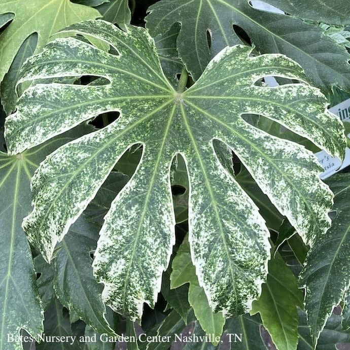 #1 Fatsia japonica Spider&#39;s Web / Variegated Japanese Aralia /Tropical